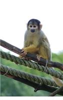 Squirrel Monkey Animal Journal: 150 Page Lined Notebook/Diary