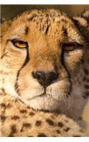 This Cheetah Is Not Amused Journal: 150 page lined notebook/diary