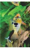 Mikrogeophagus Ramirezi Ram Cichlid Journal