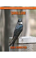 Swallow: Amazing Pictures & Fun Facts on Animals in Nature