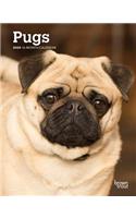 Pugs 2020 Engagement