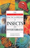 Little, Brown Encyclopedia Of Insects And Invertebrates