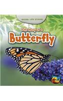 Animal Life Stories Life Story of a Butterfly