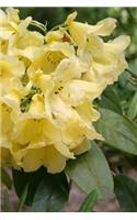 2019 Weekly Planner Flowers Pretty Rhododendron Blooms 134 Pages: (2019 Planners Calendars Organizers Datebooks Appointment Books Agendas)