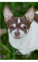 Chihuahua Planner 2019: Beautiful Chihuahua Organizer and Notebook