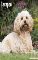 Cavapoo Calendar 2019
