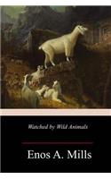 Watched by Wild Animals