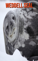 Weddell Seal