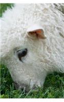 Cotswold Lamb Enjoying Some Green Spring Grass Journal: 150 Page Lined Notebook/Diary