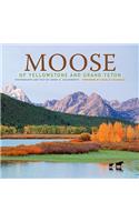 Moose of Yellowstone and Grand Teton