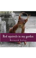 Red squirrels in my garden