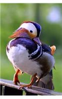 Darling Mandarin Duck Water Fowl Bird Journal: 150 Page Lined Notebook/Diary