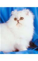 School Composition Book Innocent White Cat Photo 200 Pages