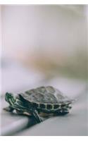Turtle Journal