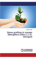 Stone grafting in mango (Mangifera indica L.) cv. Amrapali