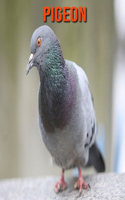 Pigeon: Amazing Facts about Pigeon