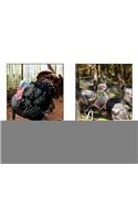 All about Turkeys