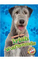 Irish Wolfhounds Irish Wolfhounds