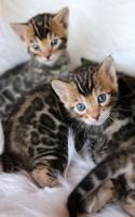 Bengal Kittens Journal