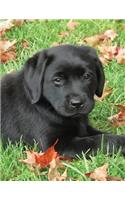 Black Labrador Puppy Notebook: Dog Wisdom Quotes(1 Autumn Joy Journal 8.5x11)