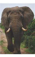 2019 Appointment Calendar: 2019 Daily Planner Goal Planner Elephant