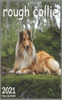 Rough collie