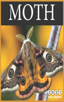 Moth 2021 Wall Calendar
