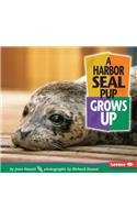 Harbor Seal Pup Grows Up