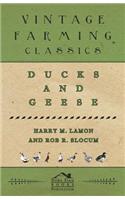 Ducks and Geese