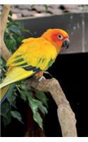 Sun Conure Parrot Journal: 150 page lined notebook/diary