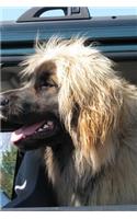 Happy Leonberger Dog Going for a Ride Journal