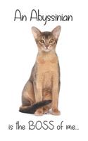An Abyssinian Cat is the Boss of me...