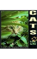 Cats In From The Wild