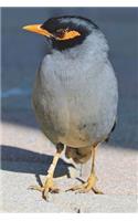 Yellow-faced Mynah Bird Journal