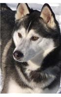 Portrait of an Alaskan Malamute Dog Journal