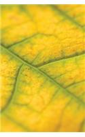 Autumn's Creep Grid Notebook: 150 Page Grid Notebook Journal Diary