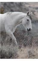 A Wild White Horse in the Foothills Journal