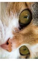 Look into the Eyes of the Cat Journal