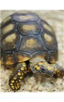 Turtle Bullet Journal: Box Turtle (Large Bullet Journal 8.5 X 11) (Comfortable 1: Box Turtle (Large Bullet Journal 8.5 X 11) (Comfortable 1