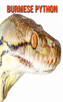 Burmese Python: Amazing Photos & Fun Facts Book About Burmese Python For Kids