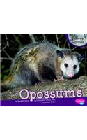 Opossums