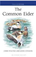 The Common Eider