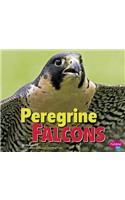 Peregrine Falcons