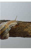 Snail On a Branch Notebook