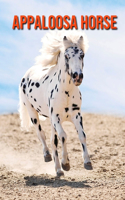 Appaloosa Horse