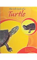 The Life Cycle of a Turtle