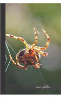 Rain Spider