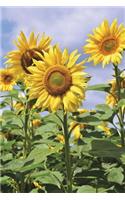 Three Huge Sunflowers Journal