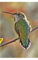 Bird Journal: A 120 Page 6x9 Blank Lined Notebook / Journal Gift for Bird Owners, Bird Watchers, Campers, Hikers, Ornithologists and More(10 Pretty Birds Vol)