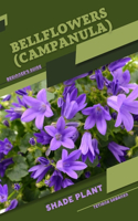 Bellflowers (Campanula)
